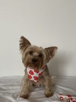 Lovely Yorkie Harness & Leash - Image 2