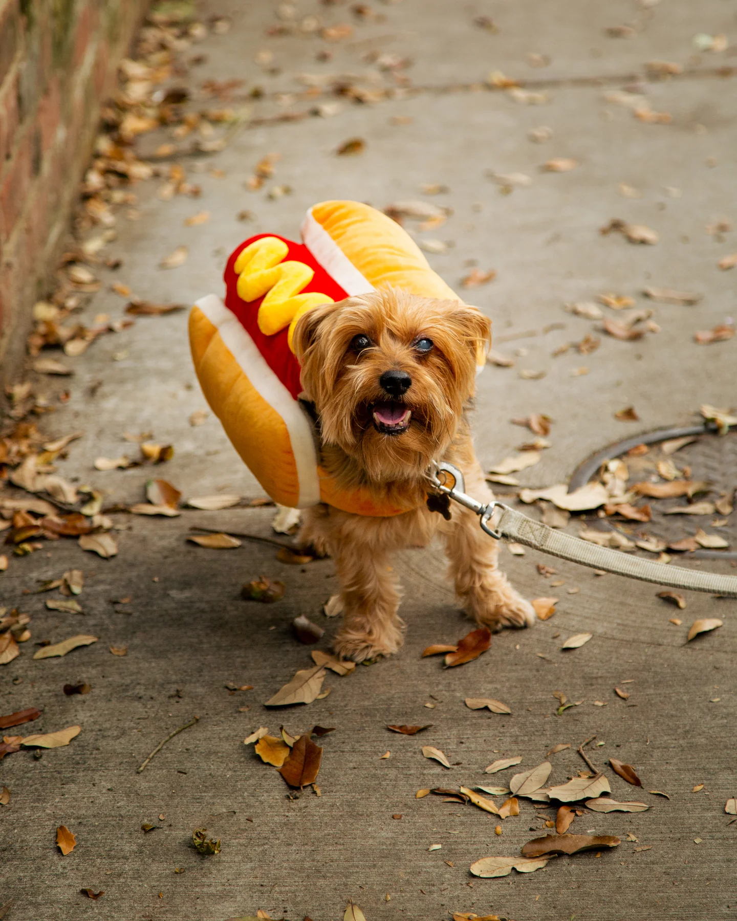 hot dog yorkie costume hotdog-costume