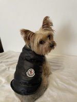 yorkie winter jackets