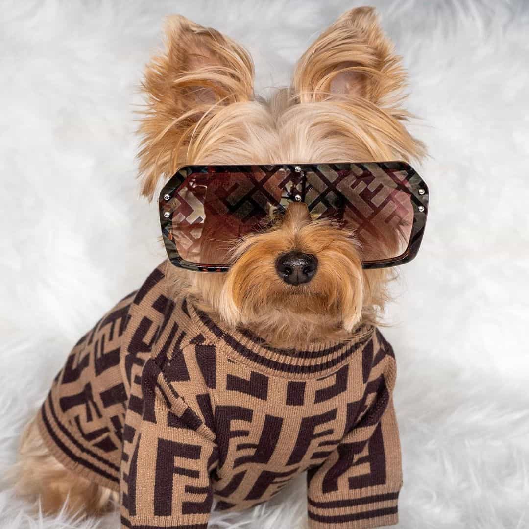 fendi dog sweater furdi-dog-sweater