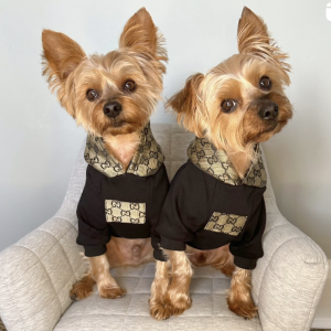 pucci paw dog hoodie