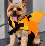 yorkie shark swimming vest