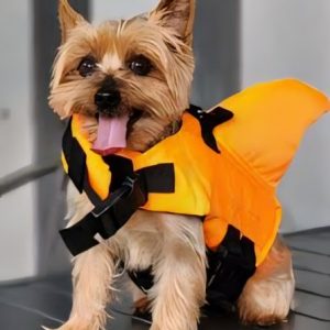 yorkie shark swimming vest