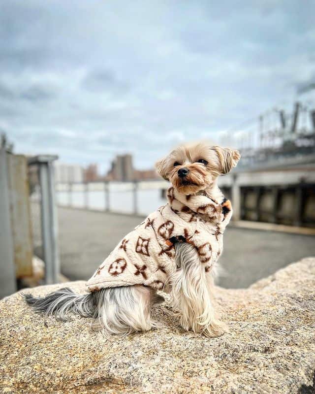 Luxury Double-Sided Yorkie Vest Luxury Double-Sided Yorkie Vest