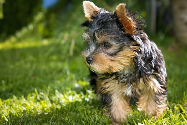 yorkie itching skin