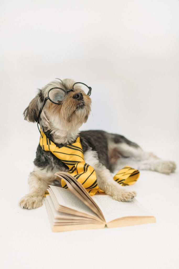 do yorkies like to wear clothes