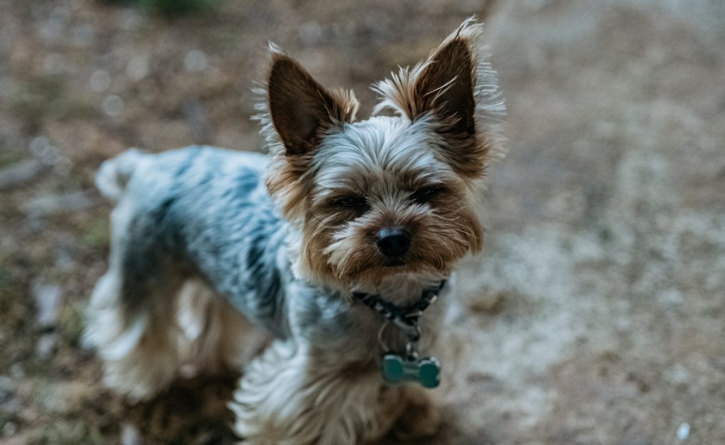 yorkies potty training