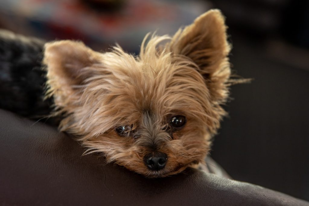 are yorkies aggressive