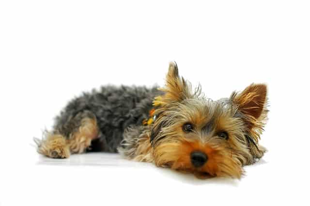 yorkie care