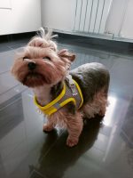 Breathable Mesh Yorkie Harness - Image 2