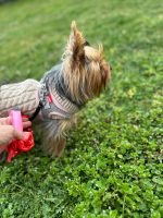 Breathable Mesh Yorkie Harness - Image 3
