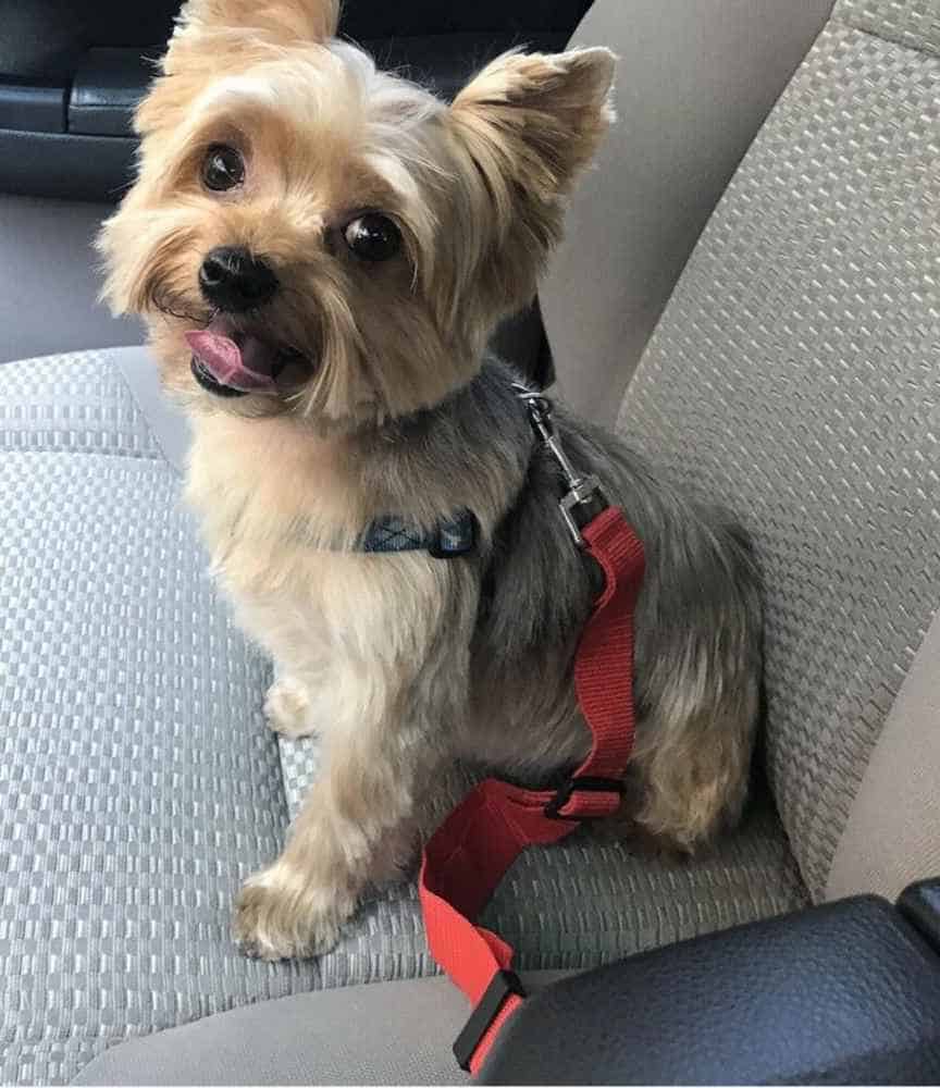 yorkie-safety-belt yorkie-safety-belt