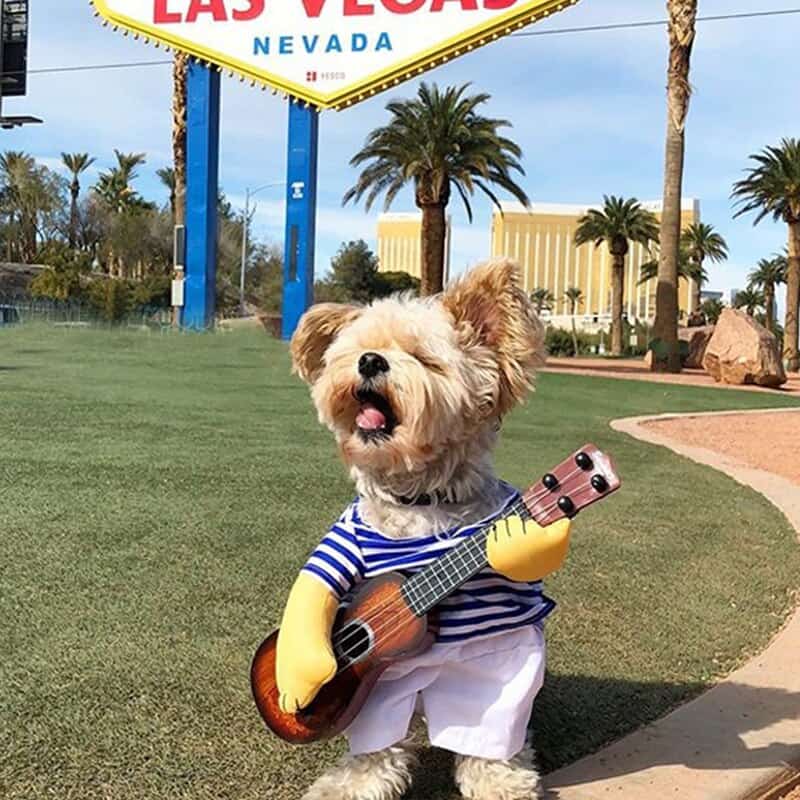 guitar-player-yorkie-costume guitar-player-yorkie-costume