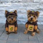 UPS Yorkie Costume