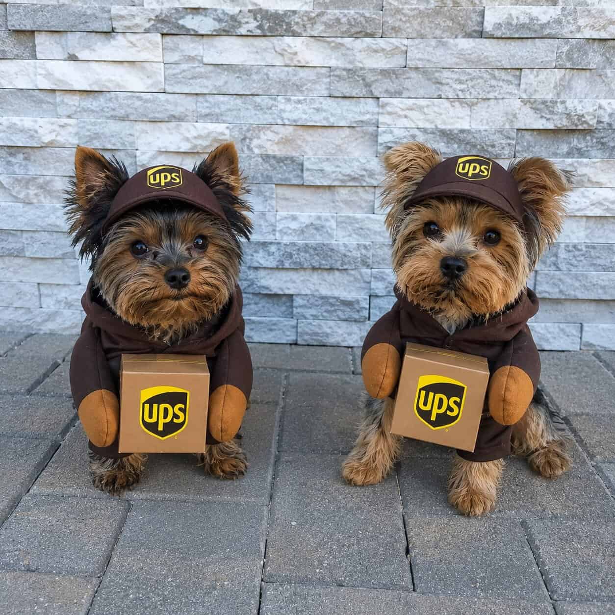 halloween hoodie UPS Yorkie Costume - Image 1