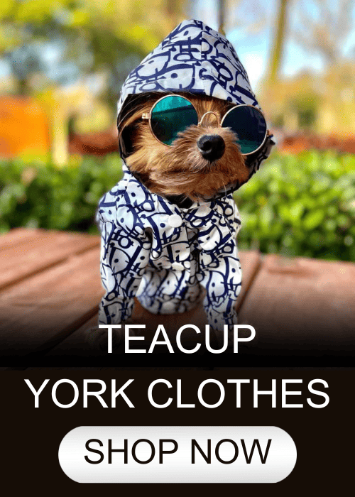 teacup yorkie clothes teacup yorkie clothes