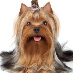 Yorkie Accessories Set - Image 3