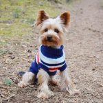 Soft Holiday Yorkie Sweater - Image 2