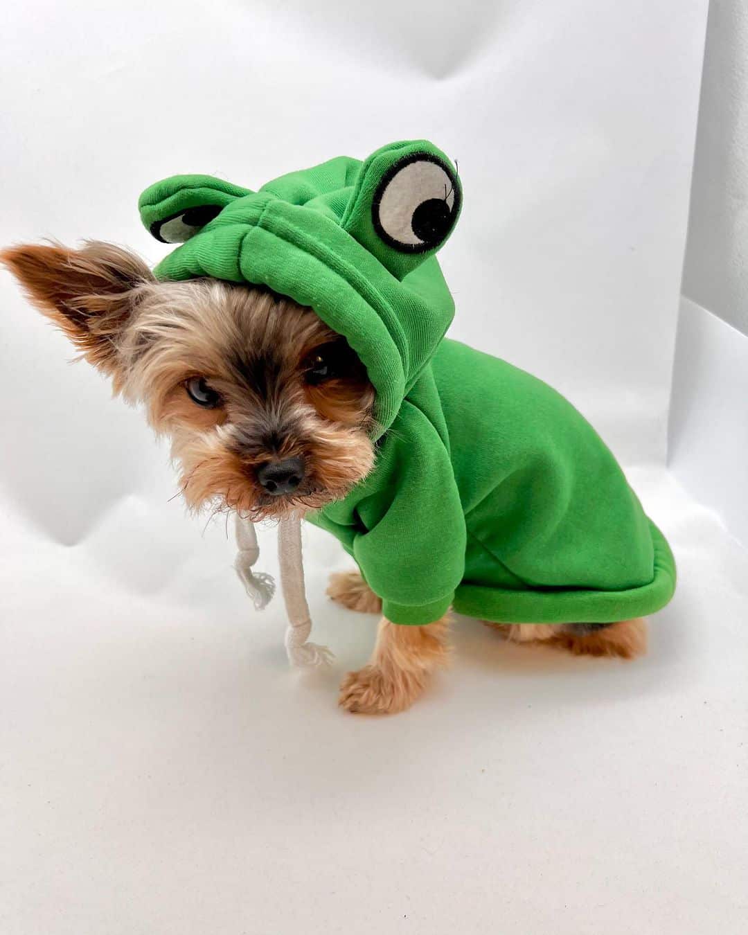 deer-yorkie-costume deer-yorkie-costume