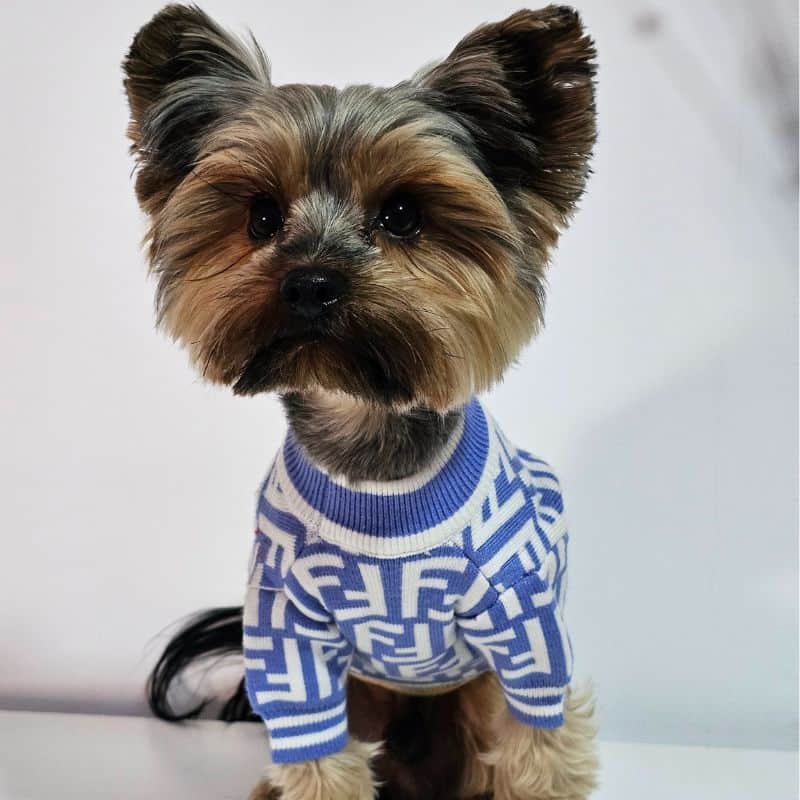 Yorkie-Furdi-Sweater-2 yorkie furdi sweater