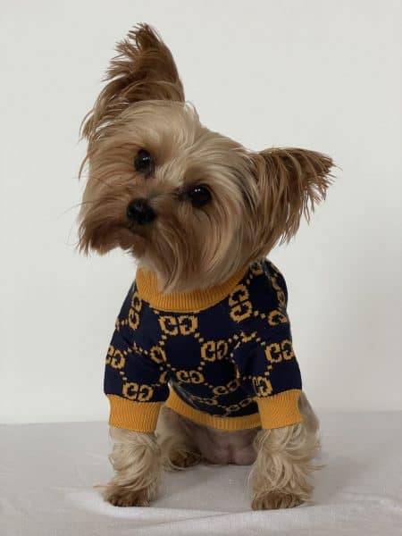 yorkies-gram-designer-yorkie-gg-sweater-3 yorkies gram designer yorkie gg sweater