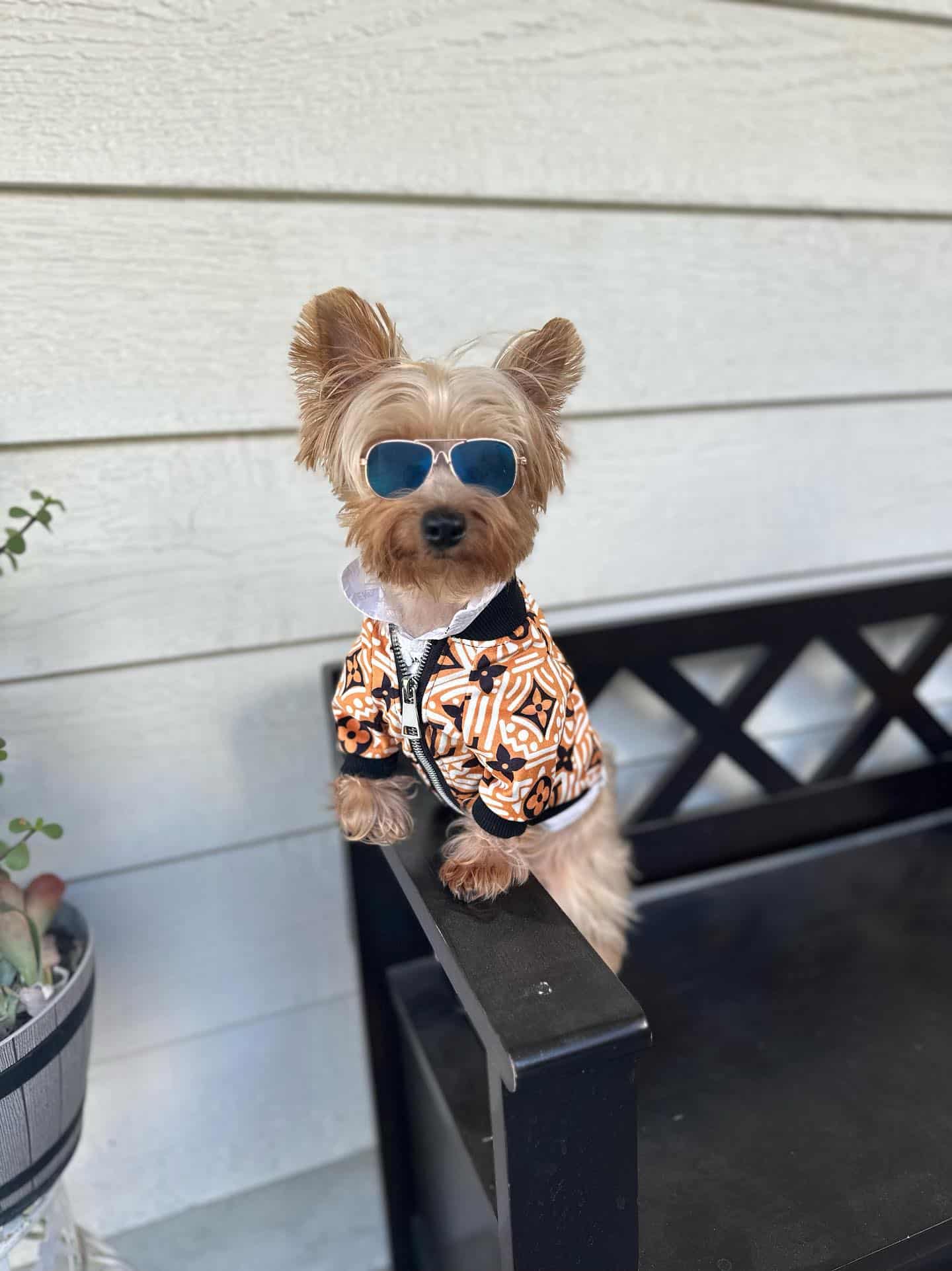 louie vuitton small dog jackets yorkie-designer-lv-jacket