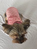 Pink GG Yorkie Jacket - Image 4