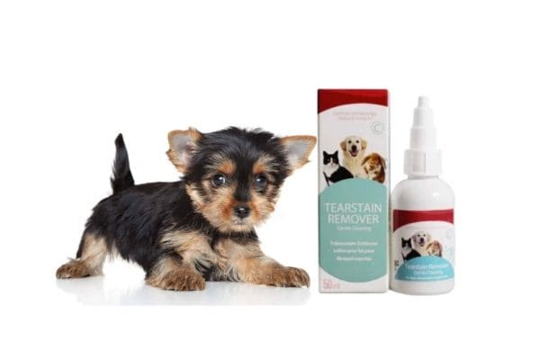 ear cleaning solution yorkie ears
