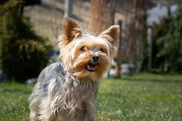 yorkie heat