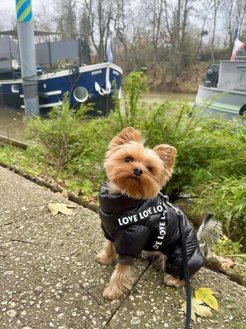 warm-large-dog-jacket-coat-with-harness-winter-waterproof-small-dogs-pets-clothing-jumpsuit-for-labrador-french-bulldog-hoodies warm-large-dog-jacket-coat-with-harness-winter-waterproof-small-dogs-pets-clothing-jumpsuit-for-labrador-french-bulldog-hoodies