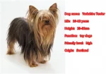 Yorkie Heartstrings Keychain - Image 6