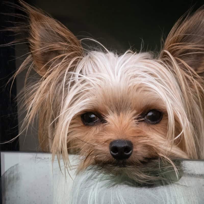do yorkies shed