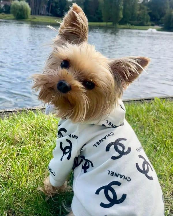 hoodies for yorkshire terriers
