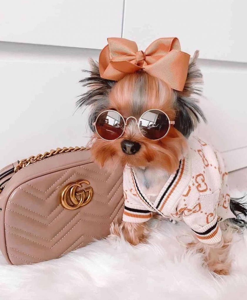teacup yorkie clothes