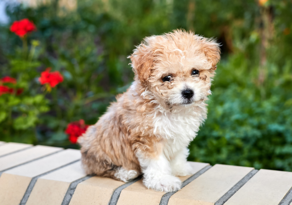 yorkie poo yorkies gram