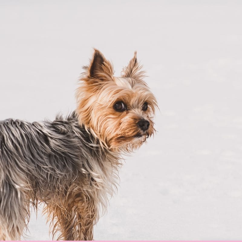 what do yorkies usually die from yorkies gram (4)