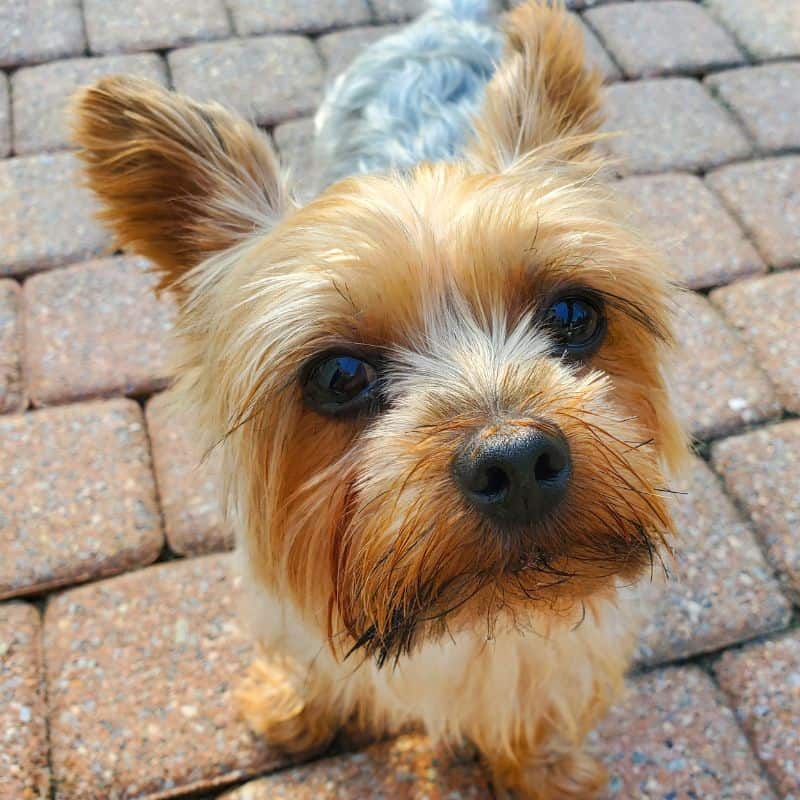 what do yorkies usually die from yorkies gram (4)