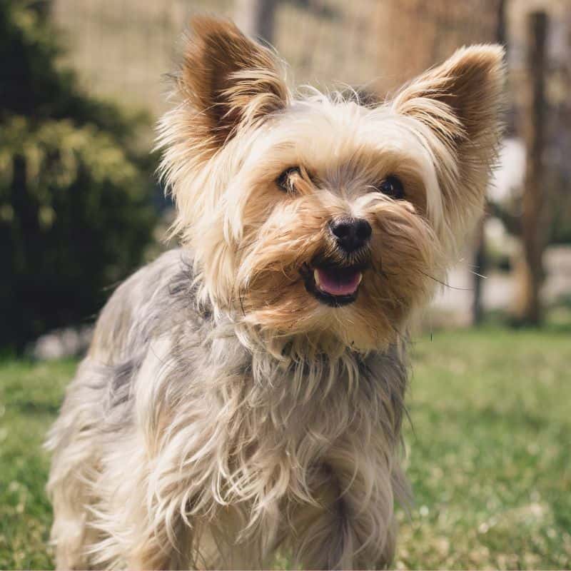 what do yorkies usually die from yorkies gram (4)
