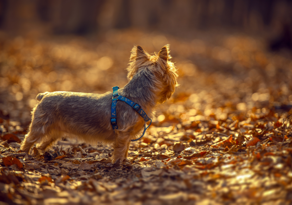 silky terrier vs yorkshire terrier