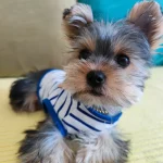 Yorkie Summer Casual T-shirt - Image 2