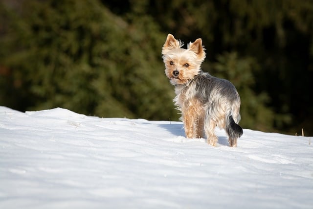 yorkie tail