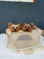 yorkies gram mesh yorkie carrier bag