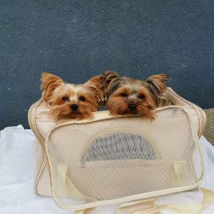 yorkies gram mesh yorkie carrier bag