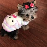 teacup yorkie sweater