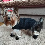 warm yorkie boots