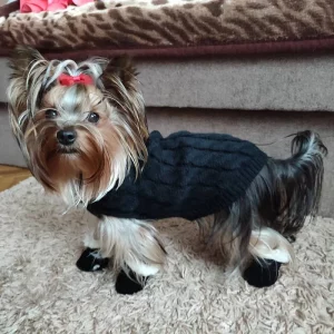 warm yorkie boots