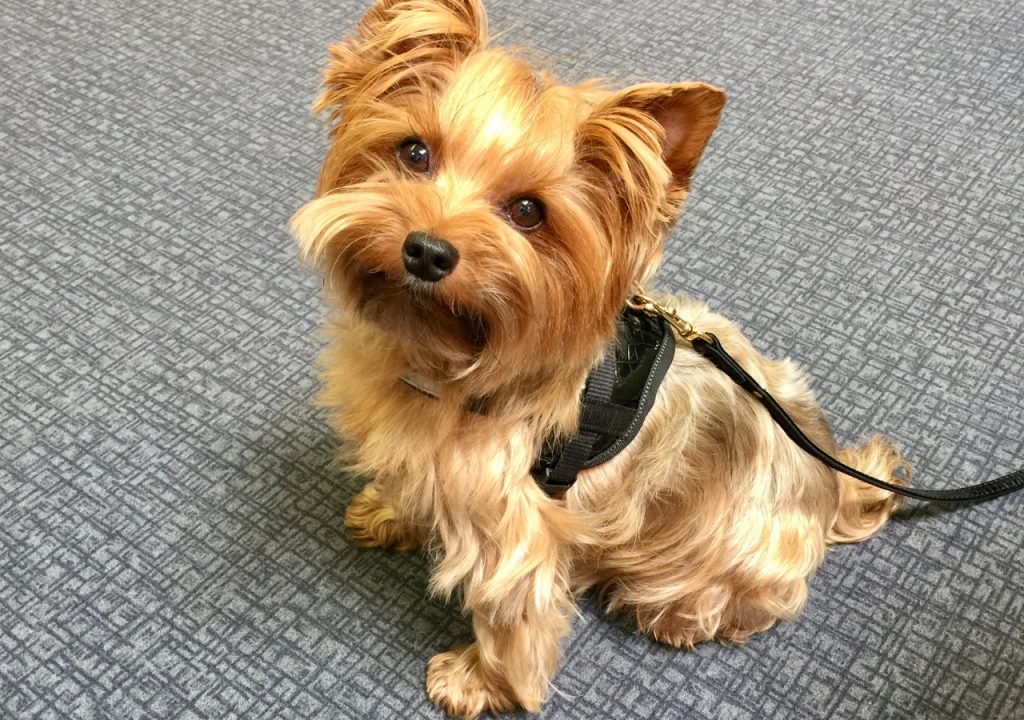 golden yorkie yorkshire terrier colors