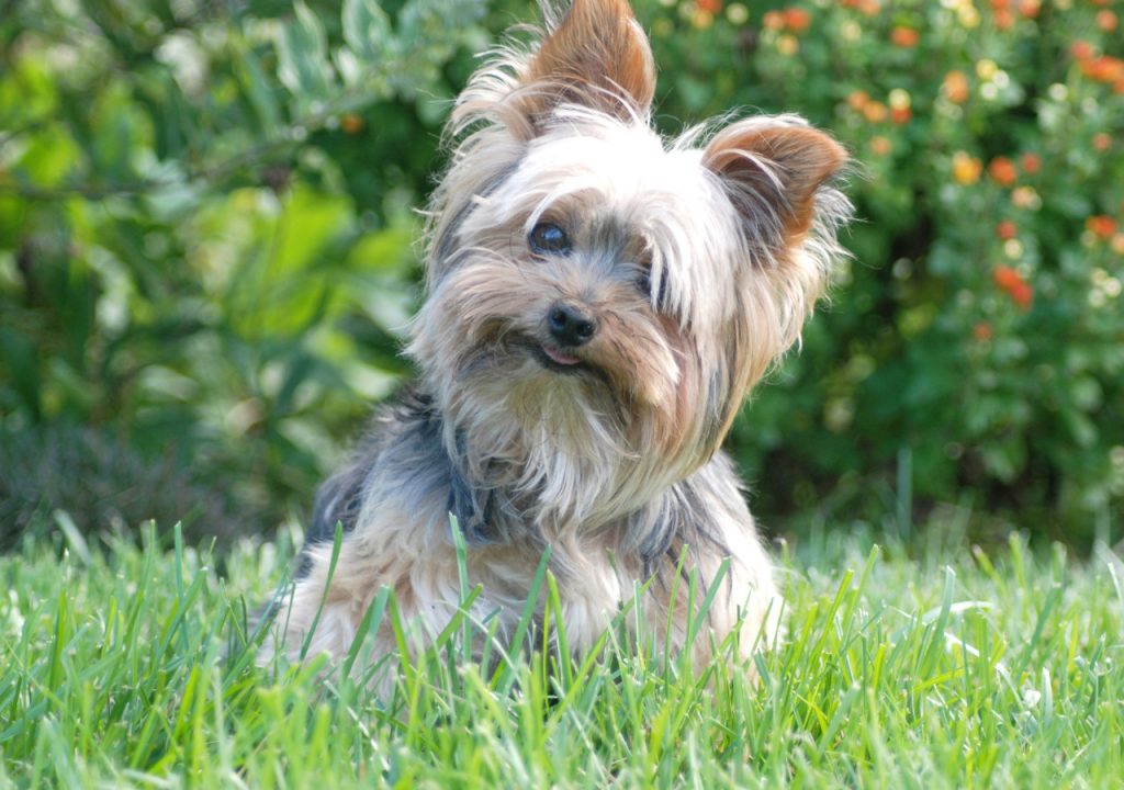 How to Stop a Yorkie from Peeing in the House 5 Pro Tips