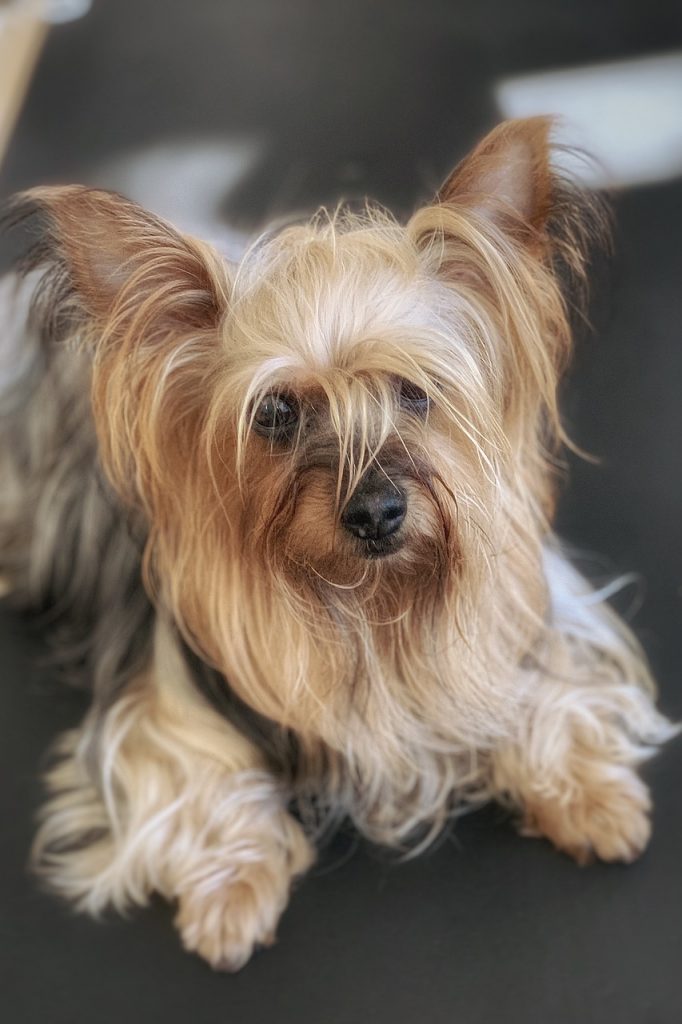 yorkie hair loss
