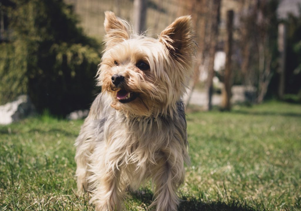 yorkie reverse sneezing